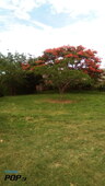 Cassia Cavele