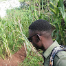 Abel Forestry