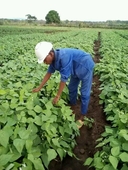 Narciso Vicente Kapemba Kapemba
